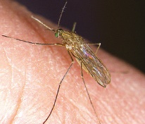 Common house mosquito Common house mosquito
